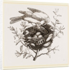 Canary Finch and Nest by Anonymous