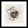 Canary Finch and Nest by Anonymous
