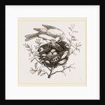 Canary Finch and Nest by Anonymous