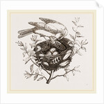 Canary Finch and Nest by Anonymous