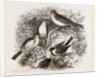 Group of Buntings by Anonymous