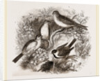 Group of Buntings by Anonymous