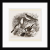 Group of Buntings by Anonymous