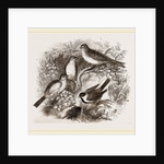 Group of Buntings by Anonymous