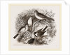 Group of Buntings by Anonymous