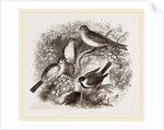 Group of Buntings by Anonymous