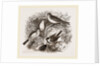 Group of Buntings by Anonymous
