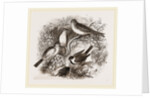 Group of Buntings by Anonymous