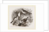 Group of Buntings by Anonymous