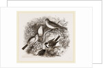 Group of Buntings by Anonymous