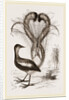 Lyre-Bird by Anonymous