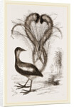 Lyre-Bird by Anonymous
