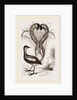 Lyre-Bird by Anonymous