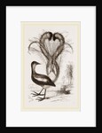 Lyre-Bird by Anonymous