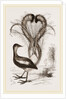 Lyre-Bird by Anonymous