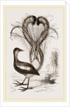 Lyre-Bird by Anonymous