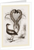 Lyre-Bird by Anonymous