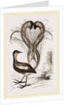 Lyre-Bird by Anonymous