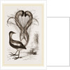 Lyre-Bird by Anonymous