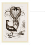 Lyre-Bird by Anonymous