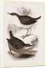 Water-Ouzels by Anonymous