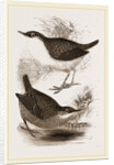Water-Ouzels by Anonymous