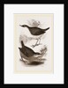 Water-Ouzels by Anonymous