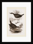 Water-Ouzels by Anonymous