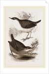 Water-Ouzels by Anonymous