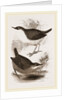Water-Ouzels by Anonymous