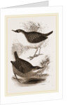 Water-Ouzels by Anonymous