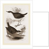 Water-Ouzels by Anonymous