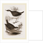 Water-Ouzels by Anonymous