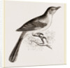 Mocking Bird by Anonymous