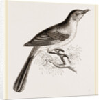 Mocking Bird by Anonymous