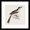 Mocking Bird by Anonymous