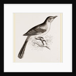 Mocking Bird by Anonymous