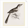 Mocking Bird by Anonymous
