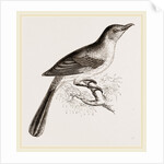 Mocking Bird by Anonymous