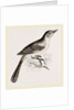 Mocking Bird by Anonymous