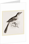Mocking Bird by Anonymous
