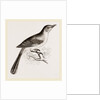 Mocking Bird by Anonymous