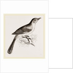 Mocking Bird by Anonymous