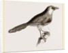 Chestnut-capped Timalia by Anonymous