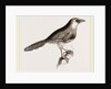 Chestnut-capped Timalia by Anonymous