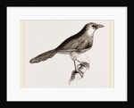 Chestnut-capped Timalia by Anonymous