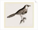 Chestnut-capped Timalia by Anonymous