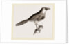 Chestnut-capped Timalia by Anonymous