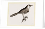 Chestnut-capped Timalia by Anonymous