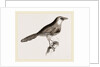 Chestnut-capped Timalia by Anonymous